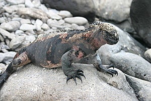 Ecuador Iguana