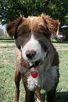 Australian Collie Dog