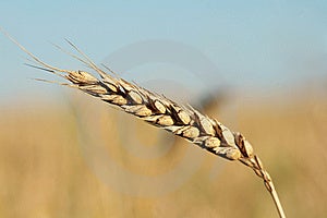 Grain Ear