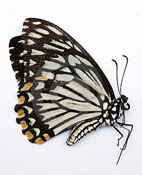 side on butterfly