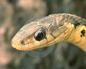 Garter Snake Head