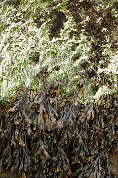 Stock Images - Seaweed on Rock