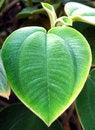 Heart leaf