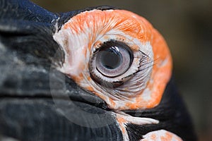 African Ground Hornbill