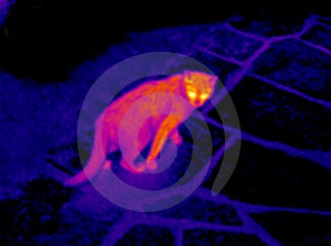 Free Stock Photo - Thermograph- cat 2