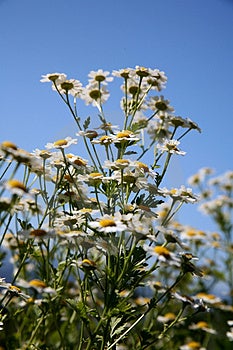 Wild+daisy+flower+pictures