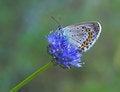 Blue butterfly on blue flower