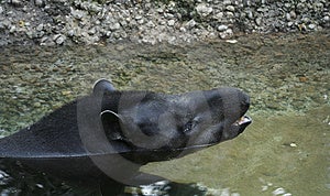 tapirs swimming