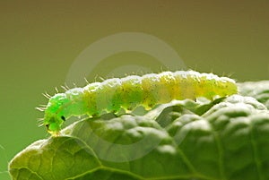 Green Caterpillar Stock Image - Image: 961974