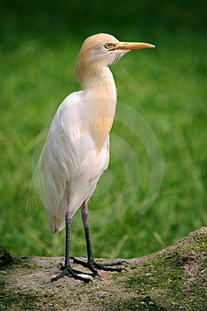 Small Egret