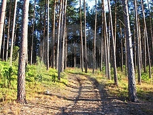 La foresta di conifere mattina presto nella foresta.