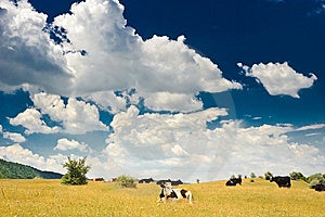 Stádo kráv pasúcich sa na letné slnečné lúky.