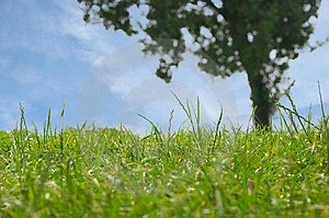 Pekné summerscene s zelenej trávy, modrá obloha a veľký strom.