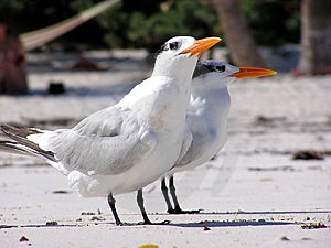 Dos observación de aves sobre el Playa.