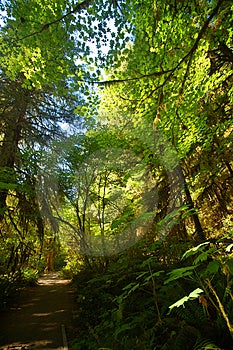 Tief im dunklen Herzen des Pazifischen Nordwesten Wald, auf der Olympic-Halbinsel im Staat Washington.