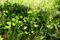 Clover Patch and Grass free stock photo