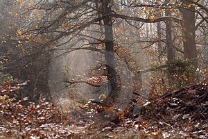 Ihličnatého lesa na jeseň farby.