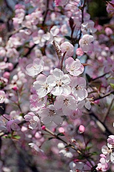 Čerešňové kvety v plnom kvete.