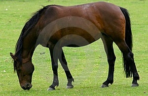 Cavallo marrone.