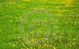 Zelená tráva s žlté púpavy.
