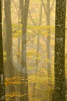 Les během podzim.