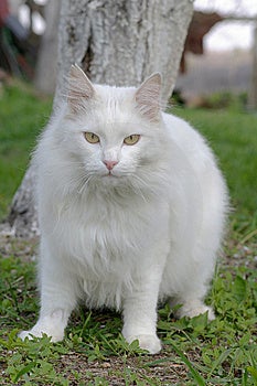 White Tomcat Royalty Free Stock Image - Image: 14398586