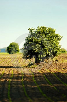 Un albero solitario in un campo con appena colture di produzione, nuvoloso cielo d'estate c'è un altro albero più indietro.