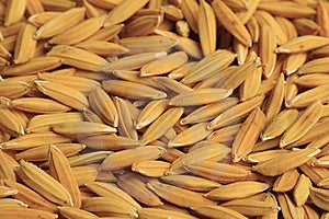 Rice Seed Stock Photography - Image: 15424702