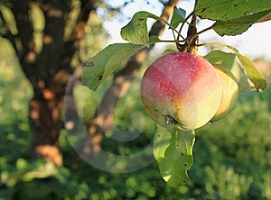 Zralé jablko na stromě.