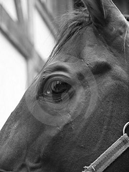 Occhio nero, cavallo, close-up.