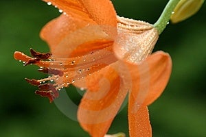 Oranžový lilie promočený v déšť něžně podle vítr.