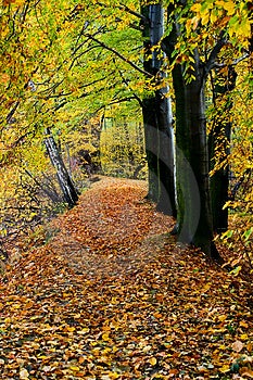 Ohromující barvy v lese během podzimu (babí léto)