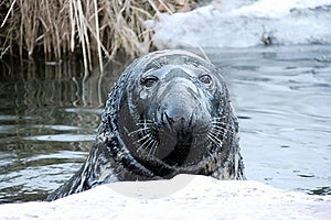 Sea-dog Stock Photos - Image: 18230233