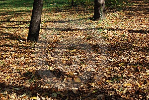 Colori dell'autunno al parco di dettaglio delle foglie.