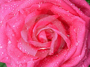 Lleno marco rosa rosada envuelto Rocío gotas.