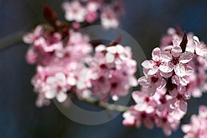 Čerešňový strom kvety na jar, zblízka kvety.