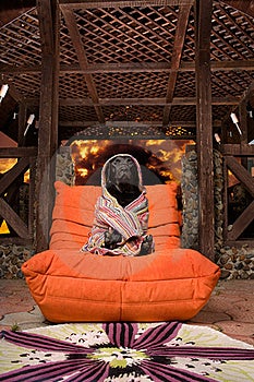 Roztomilý čierny labrador zabalené v prekladané uterák sedí v oranžovej pouffe, flamy pozadí.