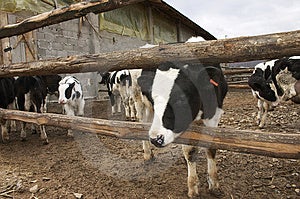 Mladí kráv v malej farme.