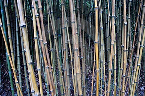 Bambù foresta.
