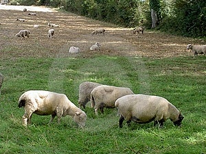 Pecore al pascolo in un campo.
