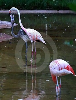 Adulti flamingu alimentazione giovani.