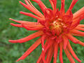 Blooming red dahlia Stock Photos