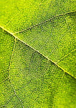 Botanica, una lettera è un pianta l'organo strano fotosintesi.