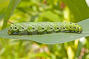 Tomato Hornworm Caterpillar Royalty Free Stock Image - Image: 20352776