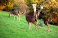 Blacktail deer free stock photo