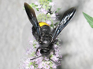 black bee images black bee images