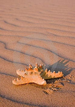 Dune mobili sono una sorta di dune di sabbia.