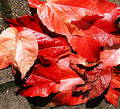 Red leaves Royalty Free Stock Photos