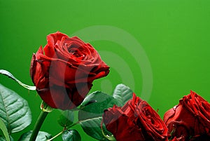 Bellissima Rosa Rossa Sfondo Verde.