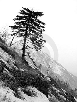 Allein Baum, Kiefer, schwarz und weiß-Bild, Berg, Landschaft, Herbst-Szene, Einsamkeit, Kiefer-Baum.